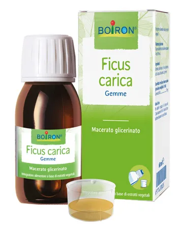 Estratti di Piante Ficus Carica Gemme - Integratore Alimentare, Ingredienti 100% di