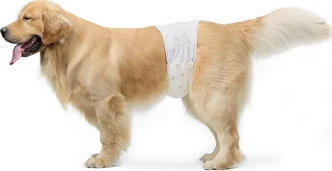 Amazon Basics Pannolini usa e getta per cani maschi, L, Confezione da 30, Bianco